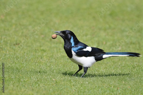 A magpie pecks a nut from a close distance. Generative AI.
