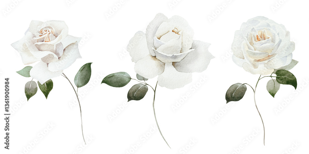 Fototapeta premium Watercolour floral illustration set. White flowers bud individual elements collection. Rose, peony. Wedding invitation, prints fashion, bouquet, pattern.