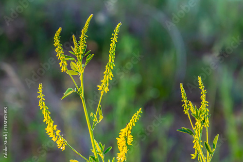 In the wild bloom Melilotus officinalis - honey, essential oil and medicinal plant
