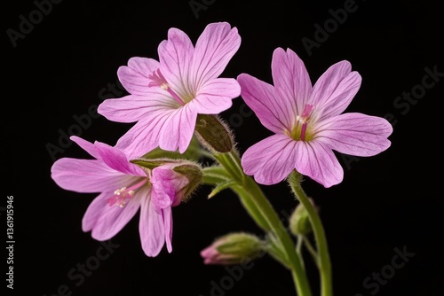 Viscaria Flower. Pink Blooming Wildflower Isolated on White Background