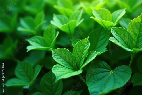 Green background created from a collection of thin, delicate leaves,  thin leaves,  earthy