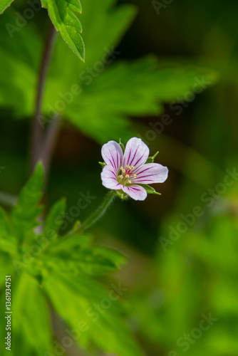 Siberian geranium Geranium sibiricum grows in summer in the wild