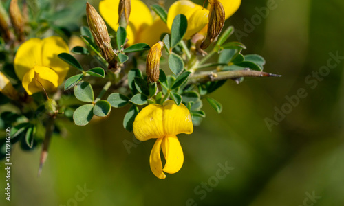 Cyclopia, the honeybush, or heuningbos in Afrikaans, is a genus of some 20 species of flowering plants in the legume family Fabaceae, subfamily Faboideae. Species of the genus are native to the southe