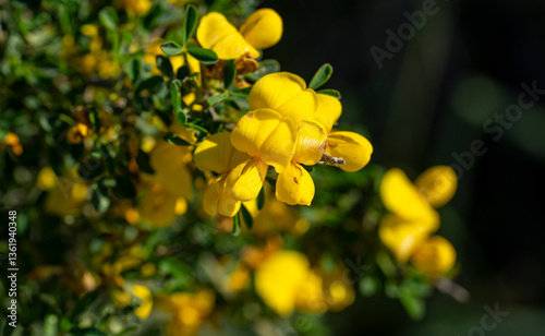 Cyclopia, the honeybush, or heuningbos in Afrikaans, is a genus of some 20 species of flowering plants in the legume family Fabaceae, subfamily Faboideae. Species of the genus are native to the southe