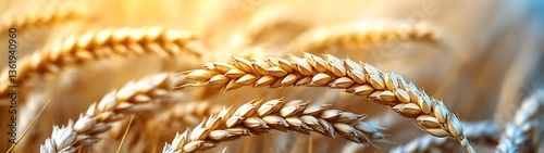Close up image of golden wheat swaying in the sunlight