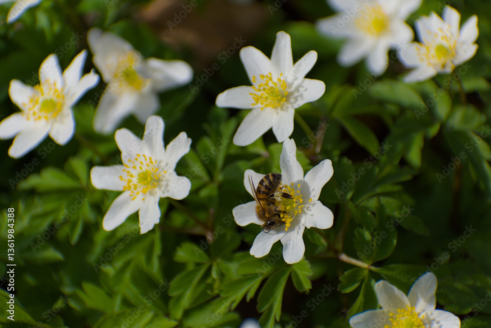 Witness the perfect harmony of nature as a bee delicately gathers nectar from a radiant white anemone flower with a sunlit yellow center, surrounded by lush green foliage. Witness the perfect harmony of nature as a bee delicately gathers nectar from a radiant white anemone flower with a sunlit yellow center, surrounded by lush green foliage.