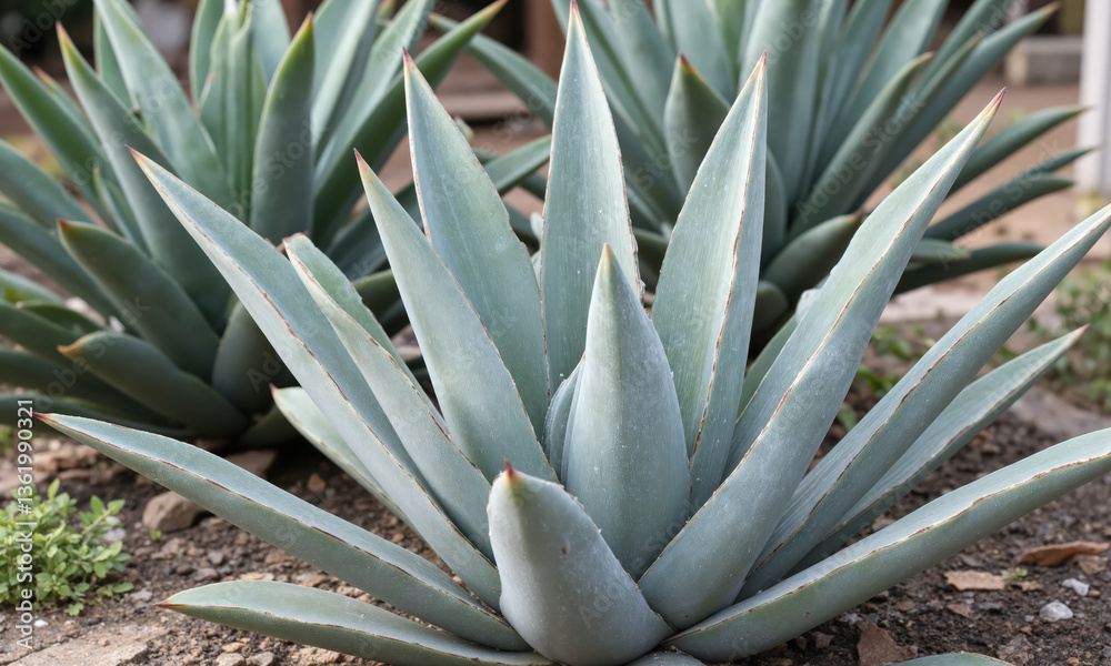 Fototapeta premium Agave (Agave americana) Large, succulent plant with bold, spiky leaves in shades of blue or green, often potted in large
