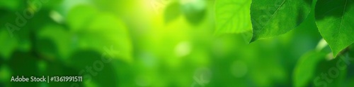 Green leaf background with blurred leaves and circular bokeh, abstract from beautiful leaves, green nature concepts for design images and computer screens,  bokeh,  background