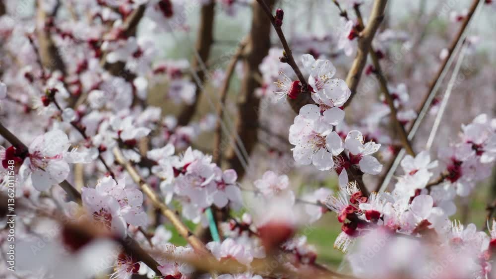 Soft Wind Moving Delicate Sakura Petals on a Bright Spring Day Soft Wind Moving Delicate Sakura Petals on a Bright Spring Day