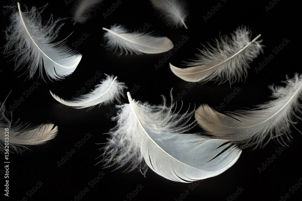 White feathers falling slowly. Feathers. Black background. White feathers falling slowly. Feathers. Black background.