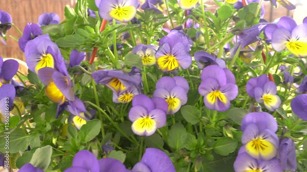 Purple and yellow flowers in the garden