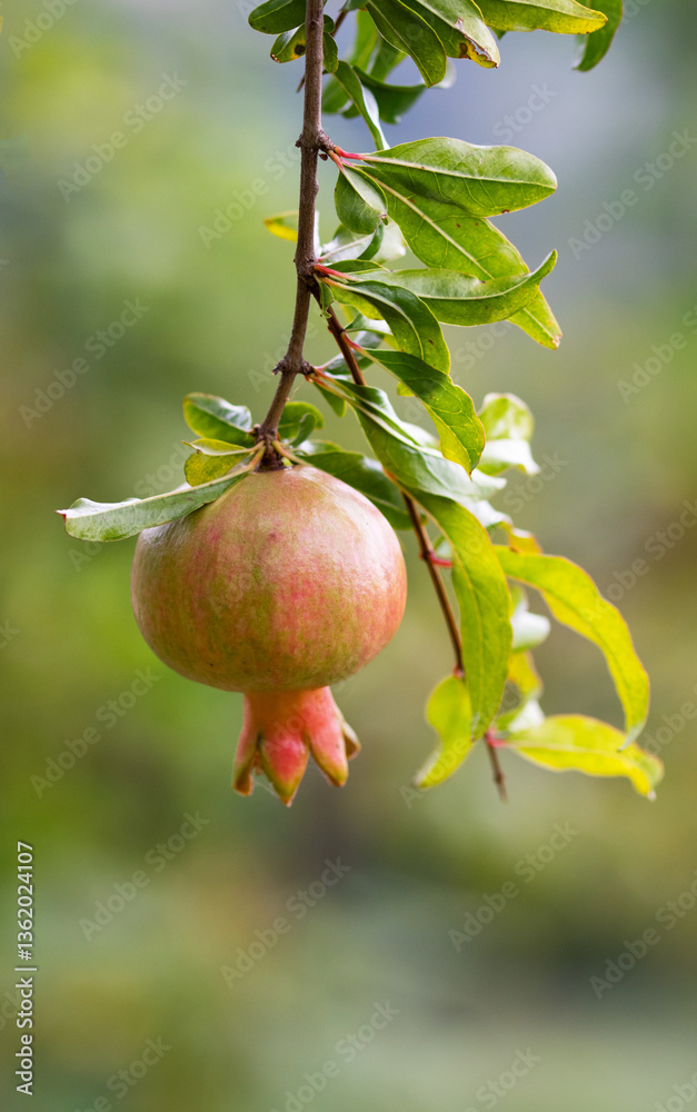 Fresh pomegranate fruit hanging on tree plant ripe natural organic. Fresh pomegranate fruit hanging on tree plant ripe natural organic.