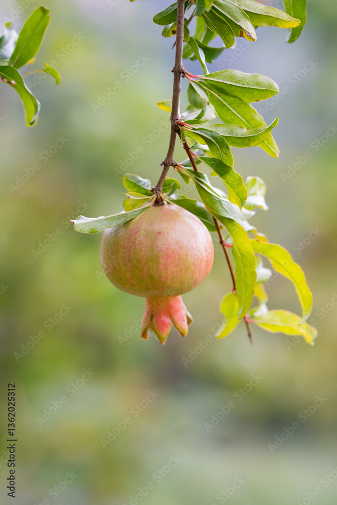 Pomegranate fruit on its plant vibrant red natural organic healthy produce. Pomegranate fruit on its plant vibrant red natural organic healthy produce.