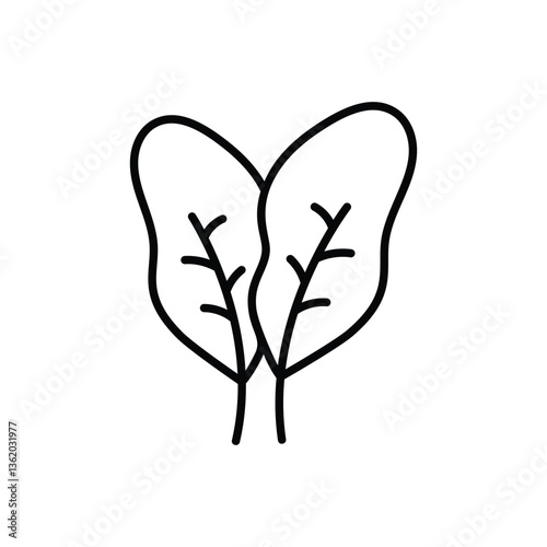 Spinach Vector icon