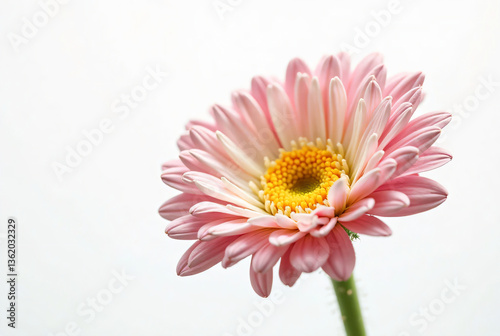Pink chrysanthemums on white background.