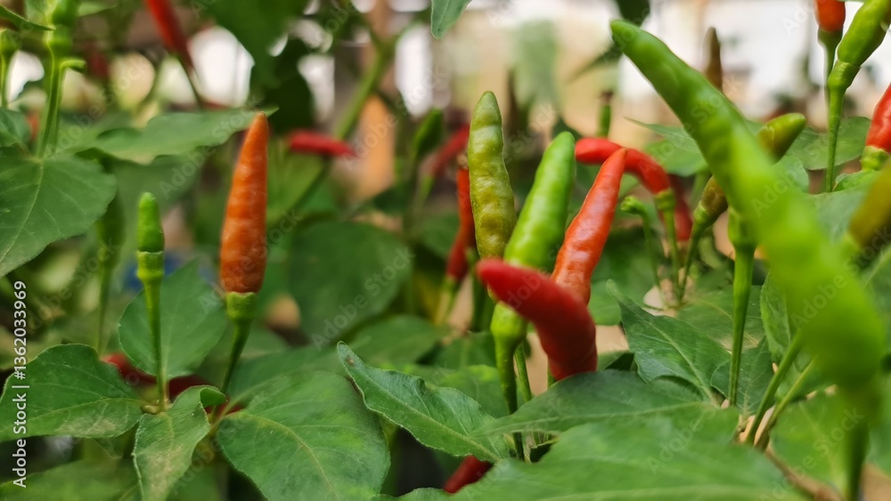 Close-Up of Red and Green Chili Peppers on a Plant Close-Up of Red and Green Chili Peppers on a Plant