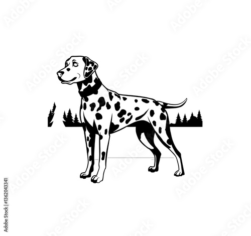 Dalmatian dog 