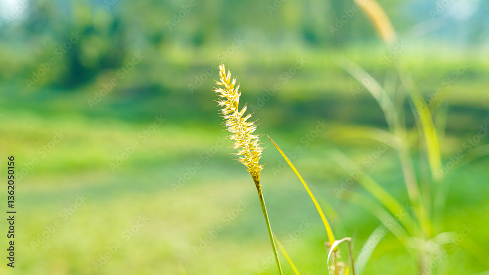 Fototapeta premium Golden Grass Seed Head in Green Field Nature