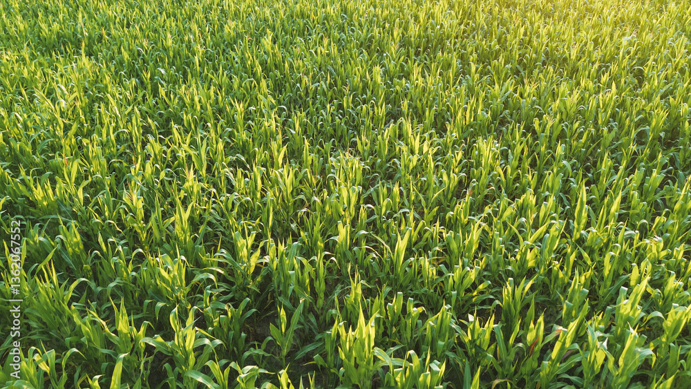 Fototapeta premium Scenic sunset over lush green corn crops