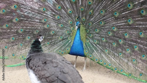 A blue and green peacock is standing in front of another peacock. The peacock in front is larger and has a more open and spread out tail