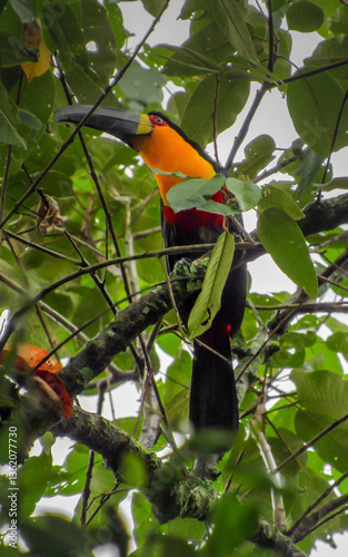 tucano de bico preto