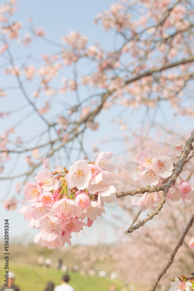 Fototapeta premium 桜のアップ_003