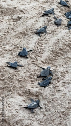 A group of baby turtles are walking on the beach. The scene is peaceful and serene, with the turtles moving slowly and calmly