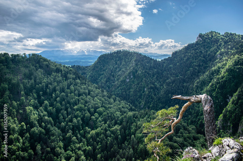 Fototapeta Naklejka Na Ścianę i Meble -  the famous pine tree on the top of Sokolica mountain in the Pieniny mountains