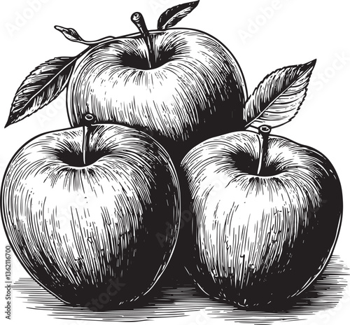 Apples fruits drawing vector illustration