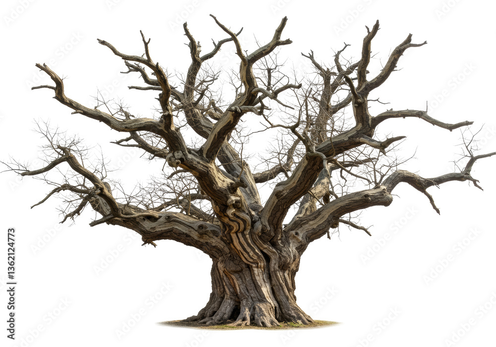 Fototapeta premium Ancient Tree With Twisted Branches And Sparse Foliage On Transparent Background