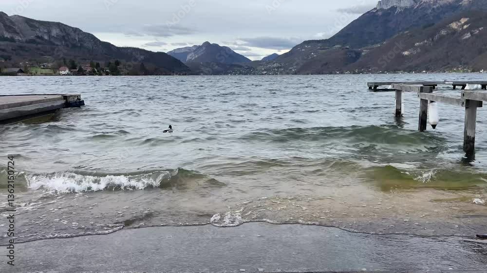 Lac d'Annecy depuis le petit-lac avec un canard dans les Alpes au printemps