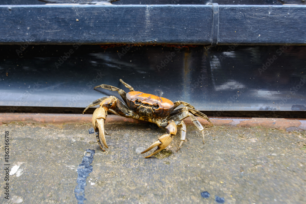 Fototapeta premium Crabs walking