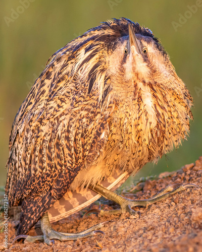 eurasian bittern or great bittern or botaurus stellaris close up or portrait natural green background in winter migration at keoladeo national park forest bharatpur bird sanctuary rajasthan india asia
