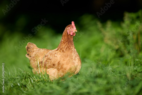 Принти на полотні A brown chicken with a vivid red comb stands on grassy terrain