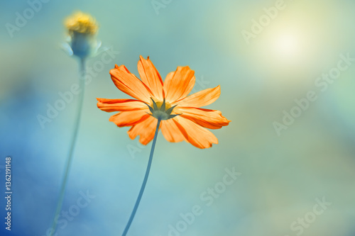 Fototapeta Naklejka Na Ścianę i Meble -  Abstract art background with red cosmos flower on blue blurred background in sunlight