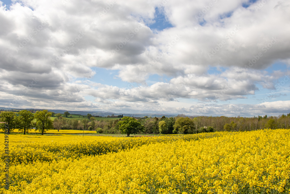 Obraz premium Canola crops in the Springtime