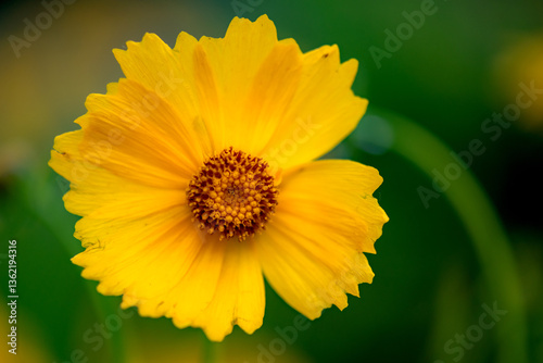 The yellow chrysanthemums that bloom in summer. Natural, plant, and floral backgrounds.