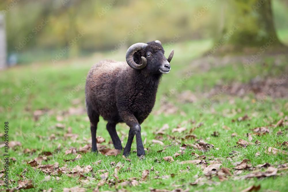 Majestic dark brown ouessant sheep stands calmly in a grassy area with leaves scattered; its impressive curved horns emphasize strength and serenity Majestic dark brown ouessant sheep stands calmly in a grassy area with leaves scattered; its impressive curved horns emphasize strength and serenity