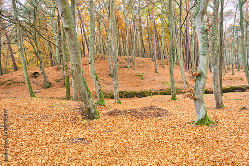 Autumn forest. Fall country scenic with trees and leaves.    