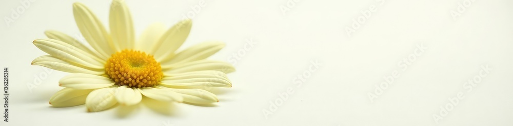 Obraz premium Single daisy blossom isolated on white surface, sunny, bright, plant life