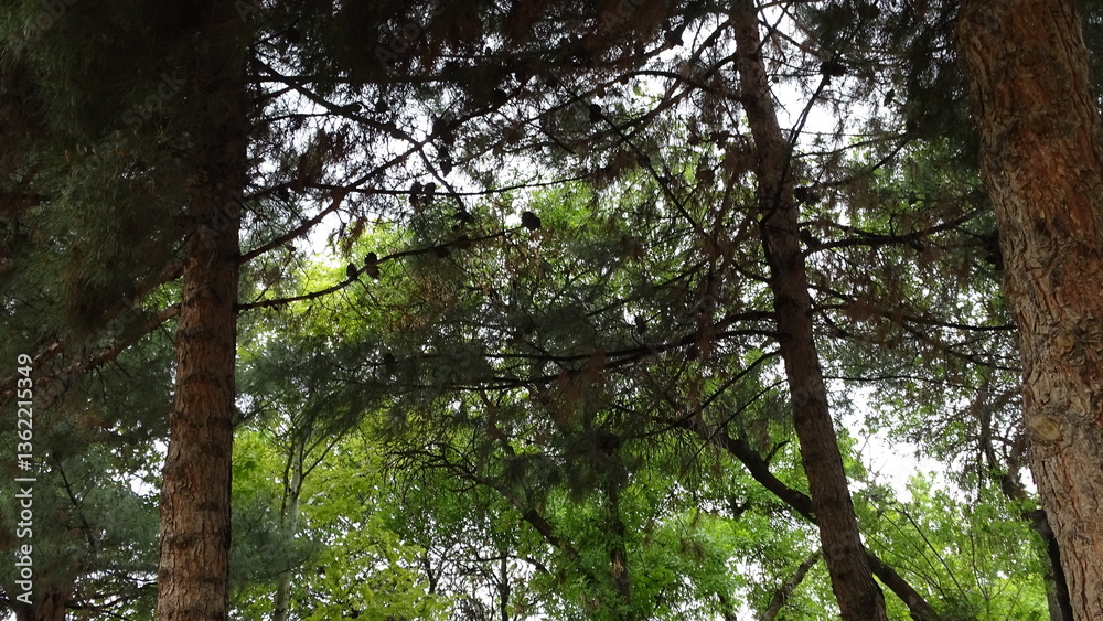 Fototapeta premium tree in the forest