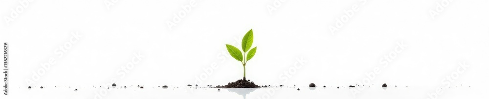Sprouting branches on a crisp white background, simple, clean, stark Sprouting branches on a crisp white background, simple, clean, stark