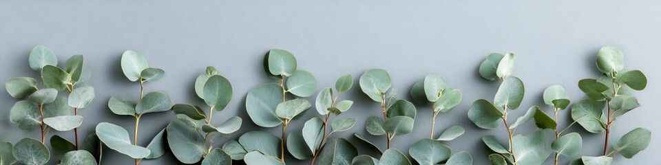 Natural eucalyptus branches border on pastel gray backdrop. Floral background, space for text
