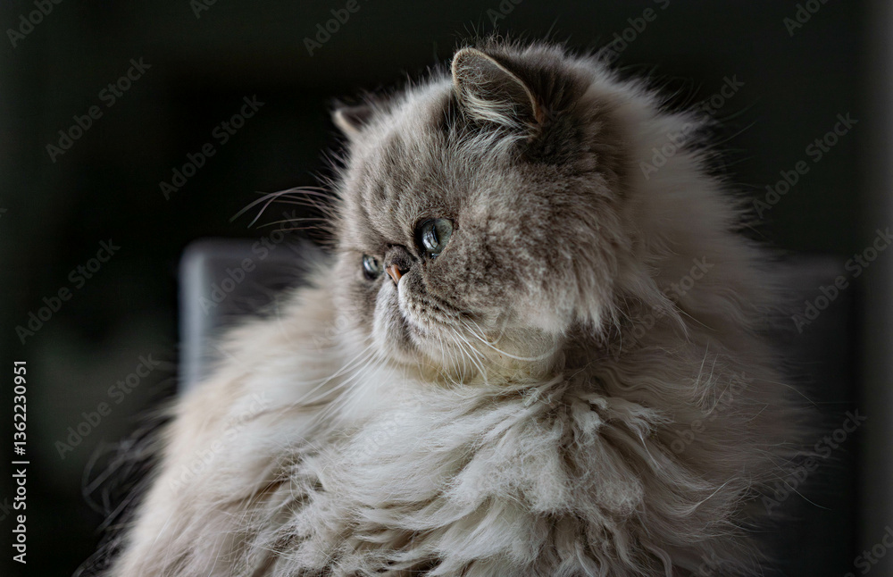 chat persan - concentré chat persan - concentré