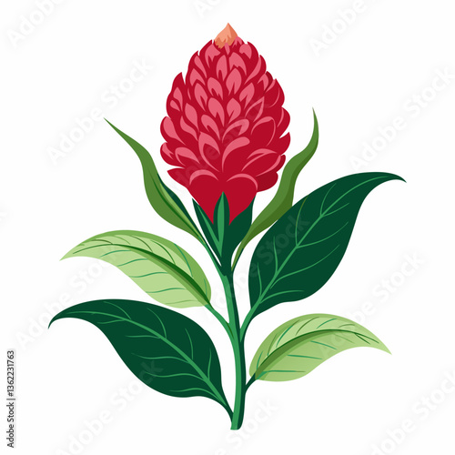 Celosia Flower Vector Graphic Design File