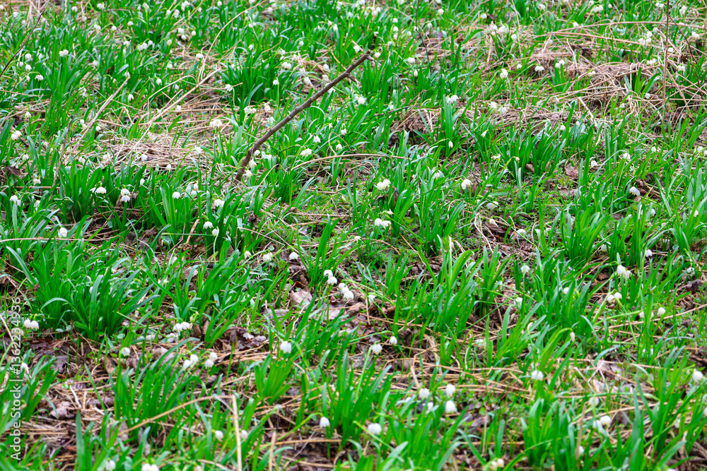 The flowers are bell-shaped with green spots on the petals. The grass has long, thin leaves and grows in a dense carpet. The ground is covered with fallen leaves and grass. The flowers are bell-shaped with green spots on the petals. The grass has long, thin leaves and grows in a dense carpet. The ground is covered with fallen leaves and grass.
