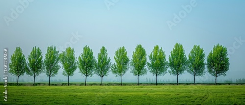 Lush green trees lined up in a serene landscape under a clear blue sky with soft morning light