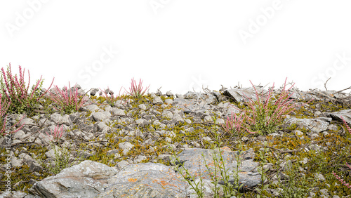 Realistic Nature Scene – Lush Greenery, Rock & Autumn Leaves in High-Quality 3D Render