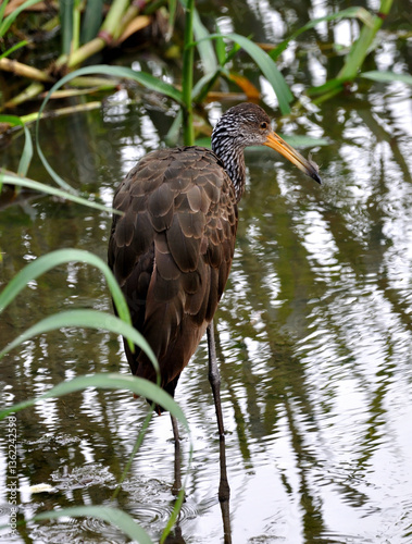 Beautiful carau bird enjoying the sun and preening its feathers