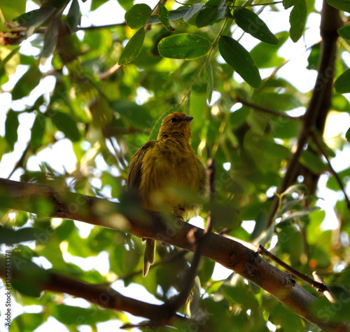Goldfinch bird perching on some branches as autumn arrives, contrasting with the leaves of the season